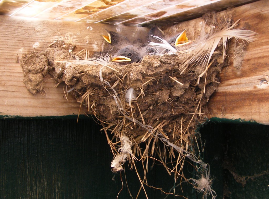 The Swallow chicks eagerly await food from their parents who have to avoid the human traffic